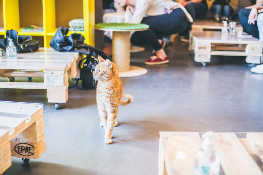 cat and cake strasbourg