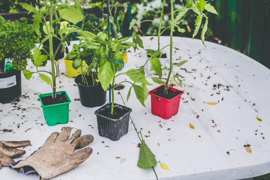 conseils jardinage